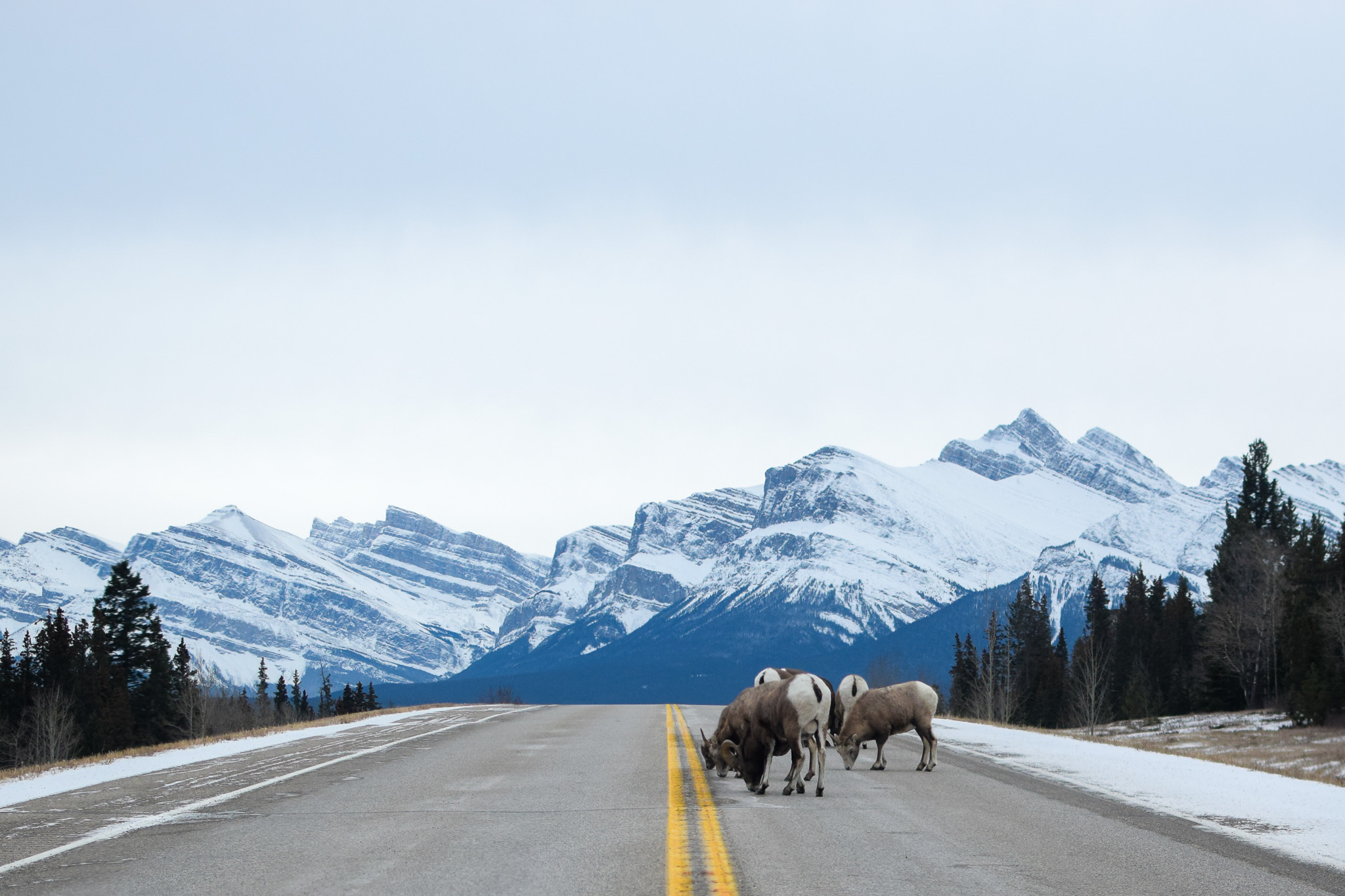Gallery: mountain road with bighorn sheep crossing